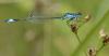 Ischnura elegans